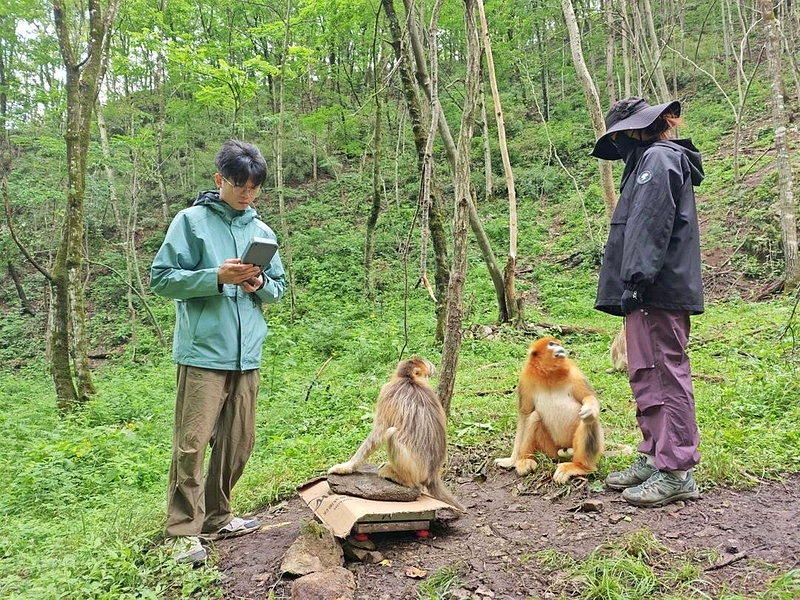 研究团队硕士研究生张金榜(左)、李苗苗在给川金丝猴称重。(取材自华西都市报)