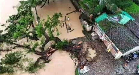 福建土楼景区云水谣600多年古榕树被洪水冲断。(取材自九派新闻)