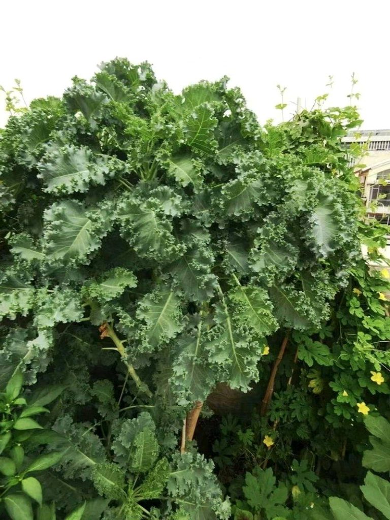 羽衣甘蓝不打药种不出来? 学者辟谣:有虫眼≠更安全 羽衣甘蓝。(取材自科普中国)