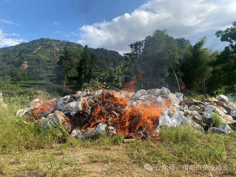 福鼎市茶叶协会集中销毁泡水白茶。（取材自澎湃新闻）