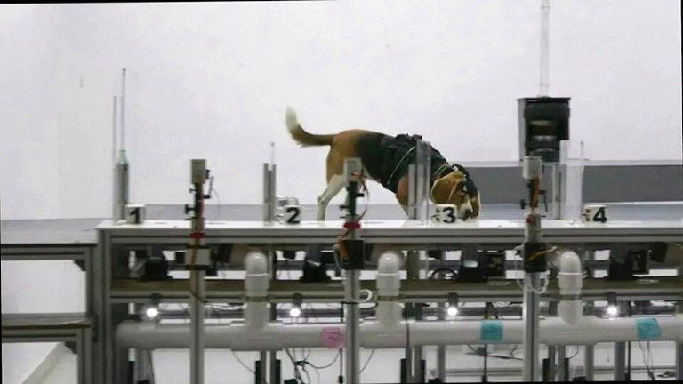 狗嗅觉+AI揪7种癌 印度研究准确率逾9成 嗅闻犬有这些品种 印度团队结合狗狗灵敏嗅觉与AI技术,开发出非侵入性癌症初筛技术,技术能为患者带来...