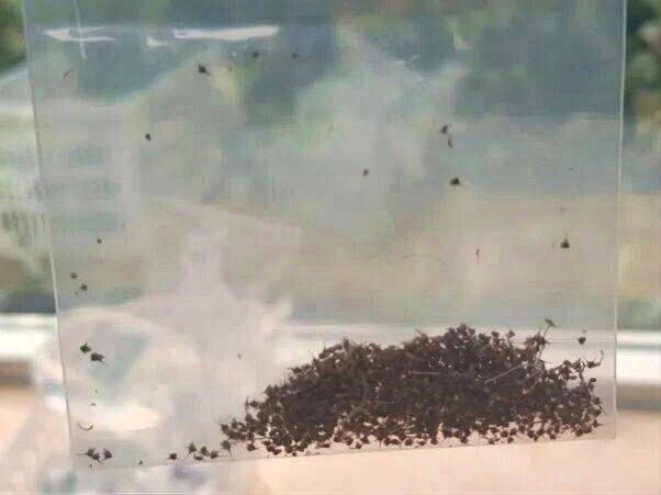 湖北男子散步遭蜂群围攻,全身残留近千根毒刺。(取材自新晚报)