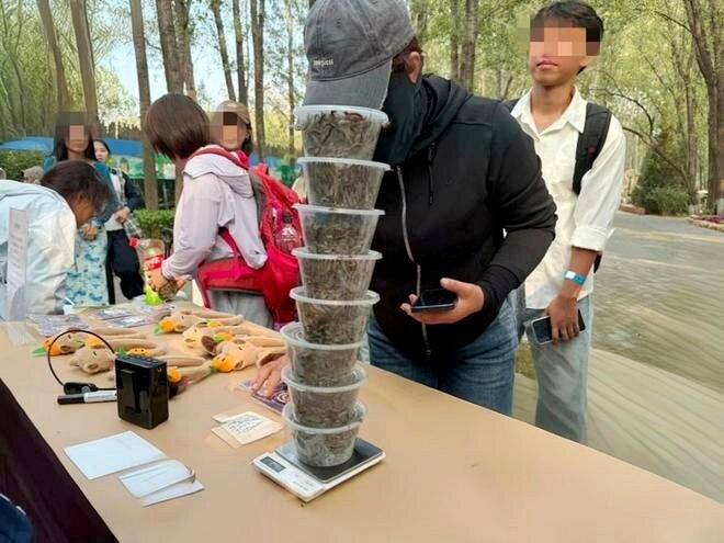 北京野生动物园举办抓「毛毛虫」大赛。(取材自上游新闻/北京野生动物园图)