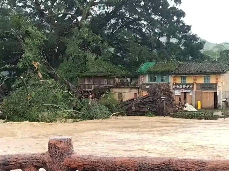 福建土楼景区云水谣600多年古榕树被洪水冲断。(取材自九派新闻)