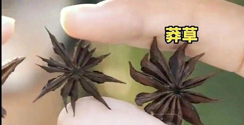 莽草。(取材自广州日报)