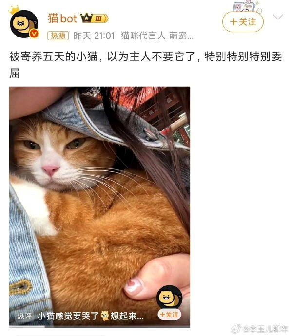 小猫寄养五天，以为主人不要牠了。(取材自微博)
