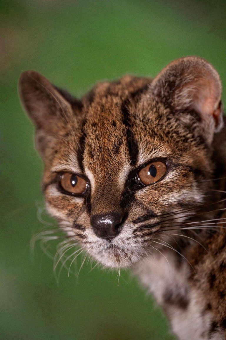百余年来首次 人类发现新猫咪物种:这么小一只… 「蒂尔卡约虎猫」特写,这是目前已知唯一生活在保护性圈养环境中的该新物种个体。(F...