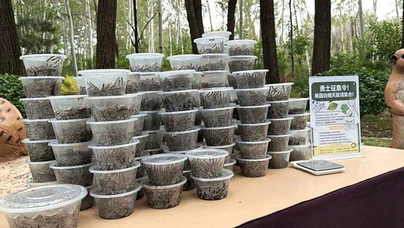 盒里装的都是游客手抓的美国白蛾幼虫。（取材自极目新闻）