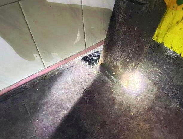 林先生家中钻进剧毒银环蛇。(取材自东南早报)
