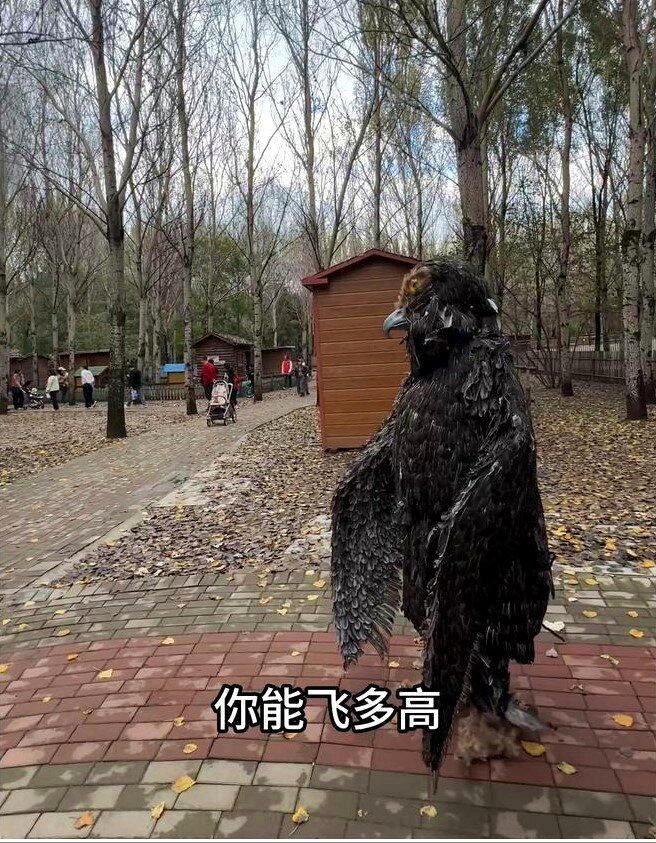 辽宁沈阳鸟岛景区一名外形逼真的「雕兄」十一假期走红网络。(取材自极目新闻)