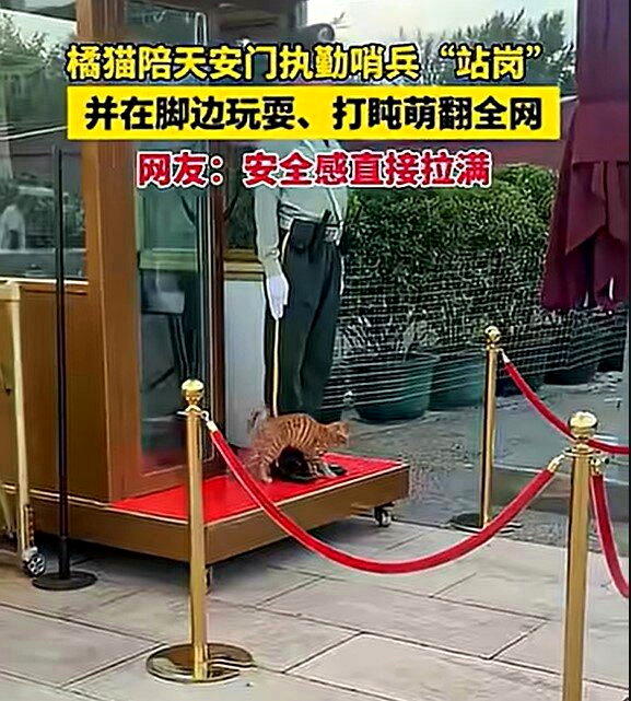 橘猫走到执勤中的哨兵脚边,最后直接趴下休息。(视频截屏)