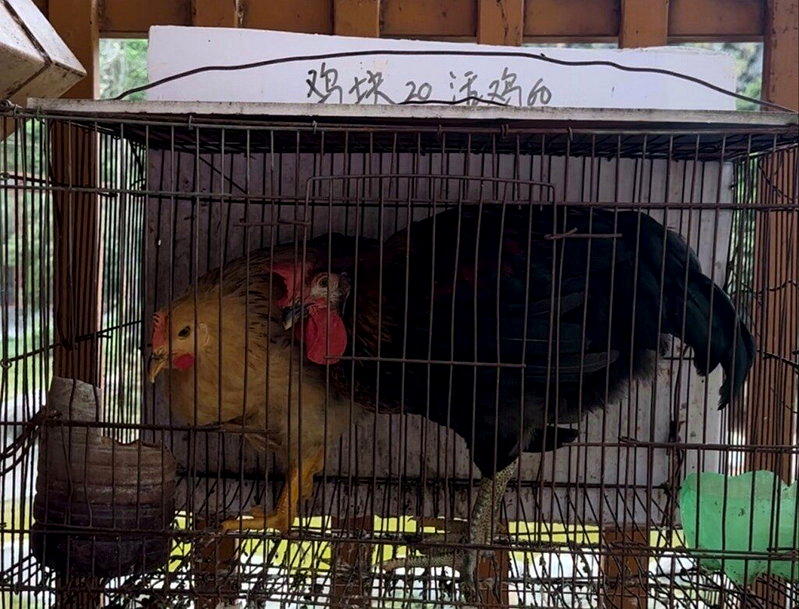 笼中将被投喂给猛兽的活鸡。(取材自澎湃新闻)