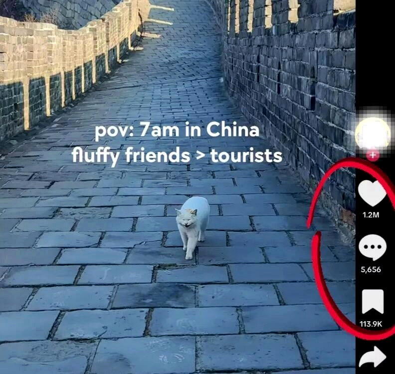 成为长城新顶流的小白猫。（TikTok截屏）