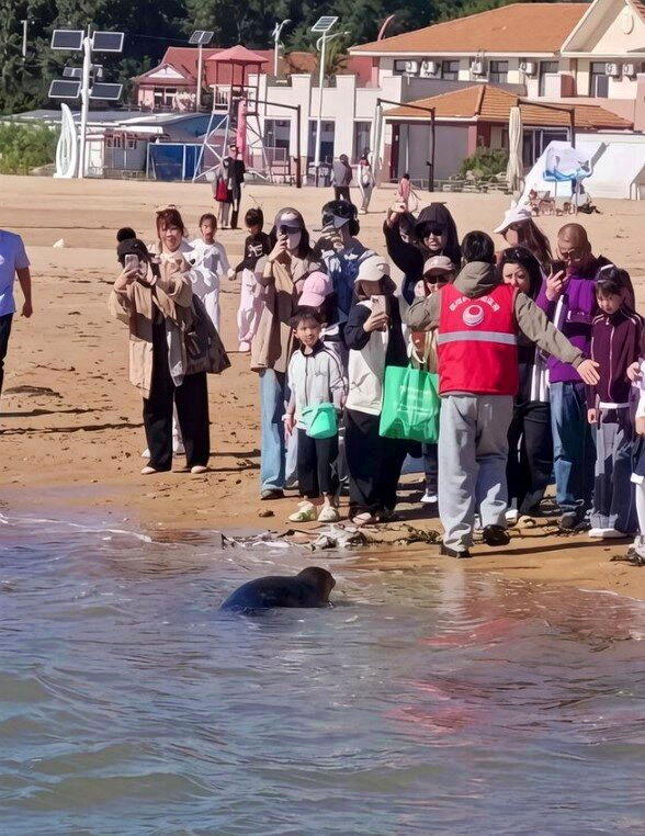 长海县当地志愿者,提醒游客和海豹「娜娜」保持安全距离。(取材自澎湃新闻/共青团长...