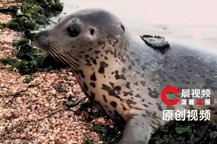 网红斑海豹「娜娜」。(取材自晨视频）