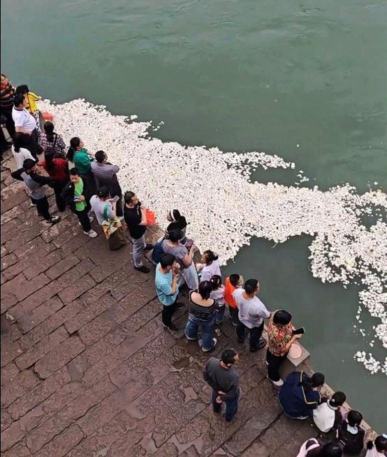 合江门水面上浮着一层白花花的馒头。(取材自极目新闻)