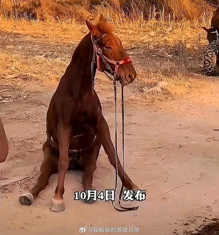 网传视频显示，一匹小马因连续载客超负荷，腰椎被压断、瘫坐在地后死亡。（取材自微博...