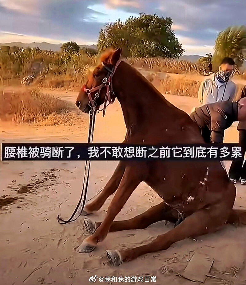 微博网传视频显示，一匹小马因连续载客超负荷，腰椎被压断、瘫坐在地后死亡，旁边还有...