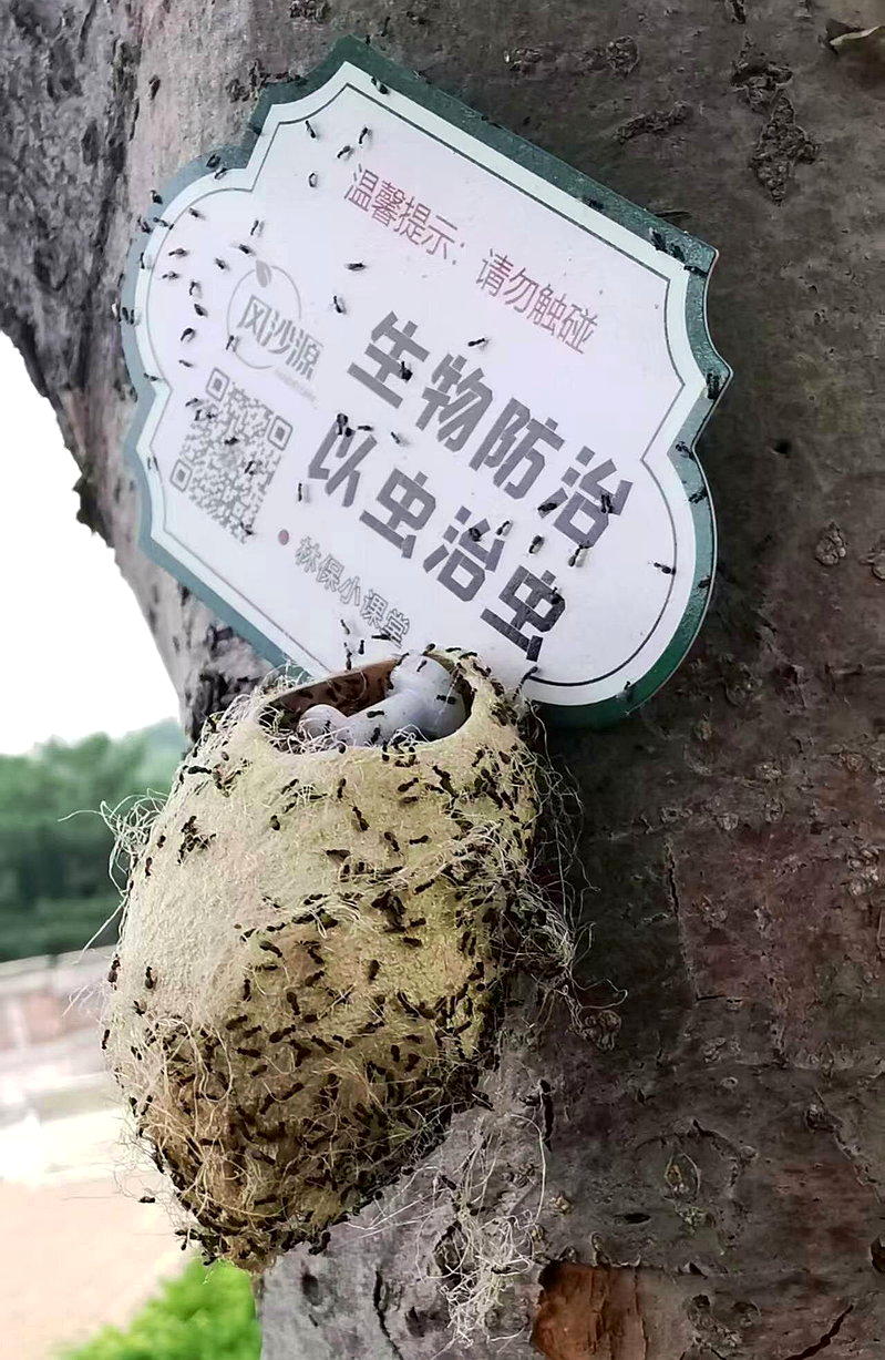 周氏啮小蜂成虫飞出蚕茧。(取材自新京报/北京市园林绿化资源保护中心供图)