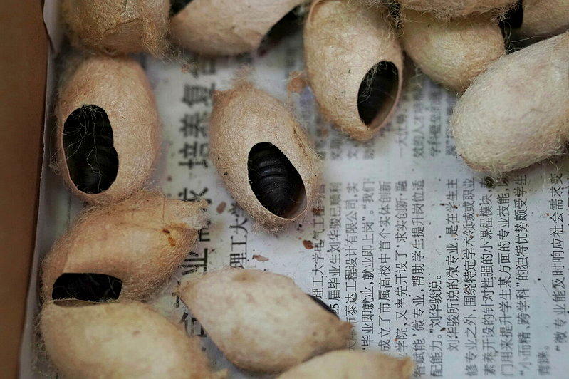 北京市园林绿化局释放的周氏啮小蜂虫蛹。(新华社)