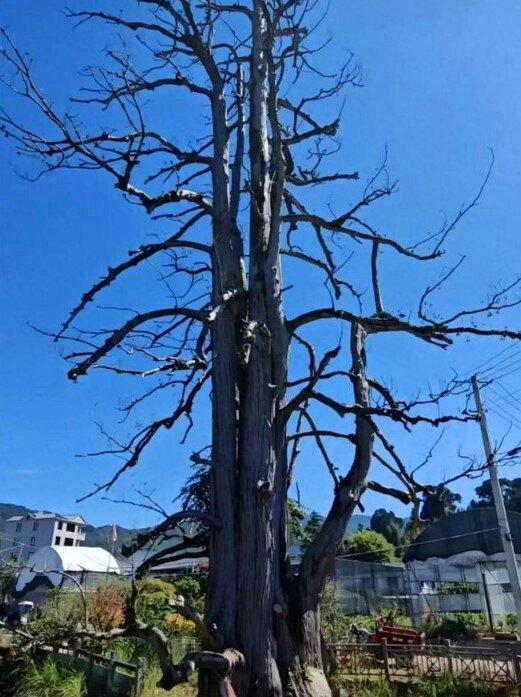 福建龙岩的「水松王」濒临死亡。(取材自潇湘晨报)