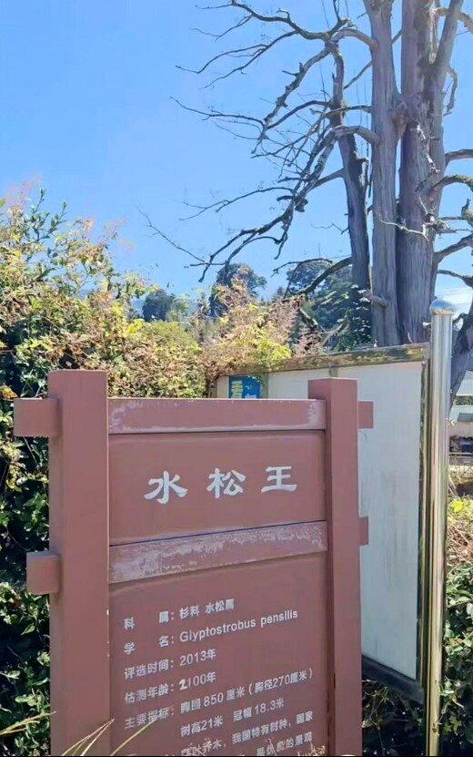 福建龙岩的「水松王」濒临死亡。(取材自潇湘晨报)