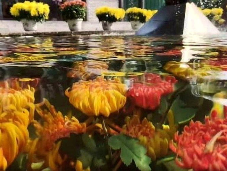 开封翰园碑林「水下浮菊」结合真假花材与水面倒影，打破传统地面赏菊的方式，成为热门...
