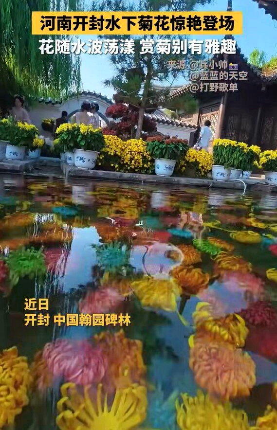 河南开封翰园碑林打造「水下浮菊」景观，彩菊错落沉入池水，随着水波与光影摇曳，宛如...