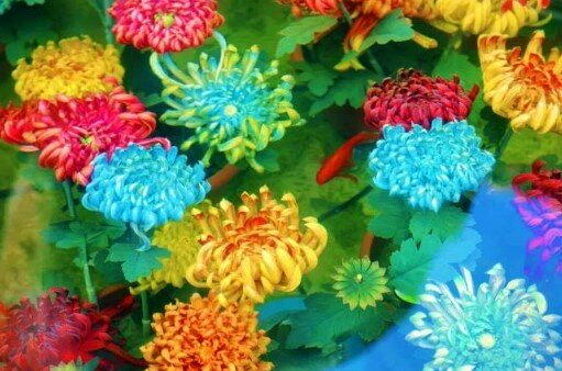 河南开封翰园碑林的池塘布置「水下浮菊」，五彩菊花随波摇曳，呈现梦幻朦胧的视觉效果...