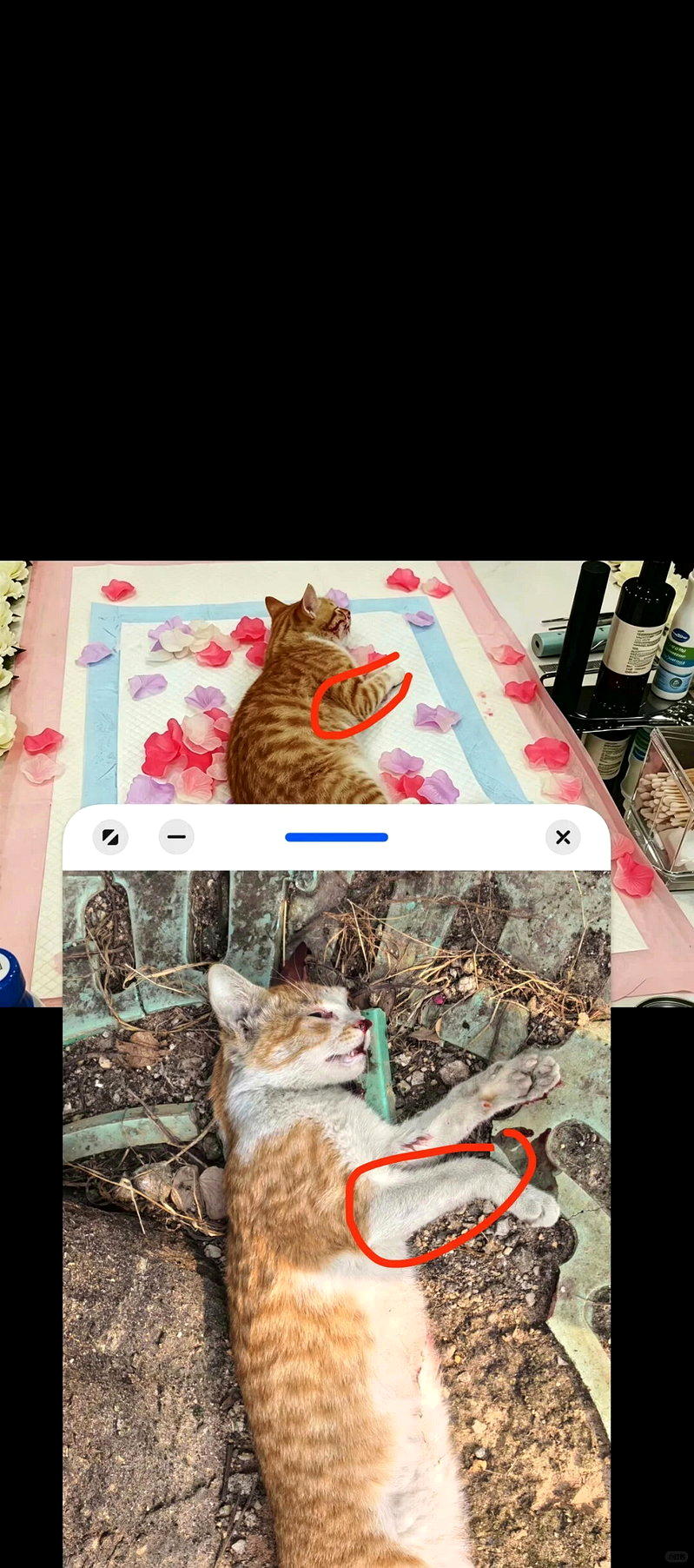 网友分享火化小猫却被殡葬业者欺骗的经历,图中,送去火化和实际火化的小猫明显不是同...