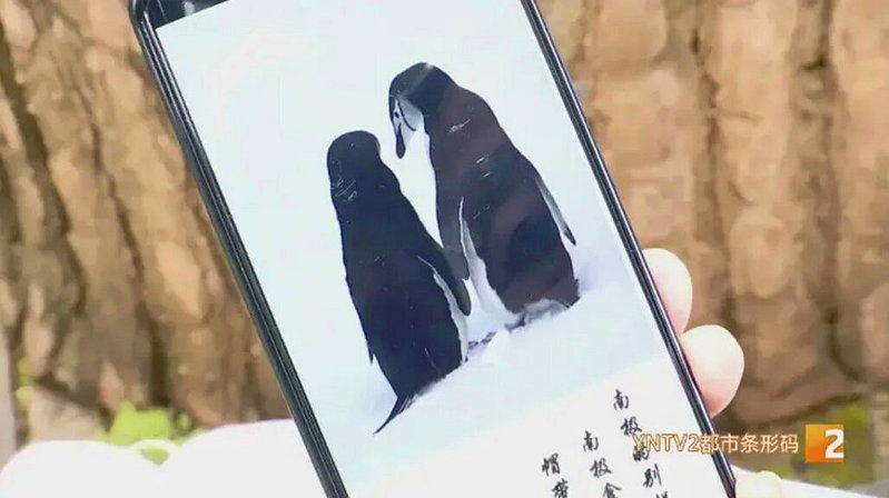 王英拍到帽带企鹅走在一起的画面，觉得好感动「像是带着牠重新找一个自己的家的感觉」...