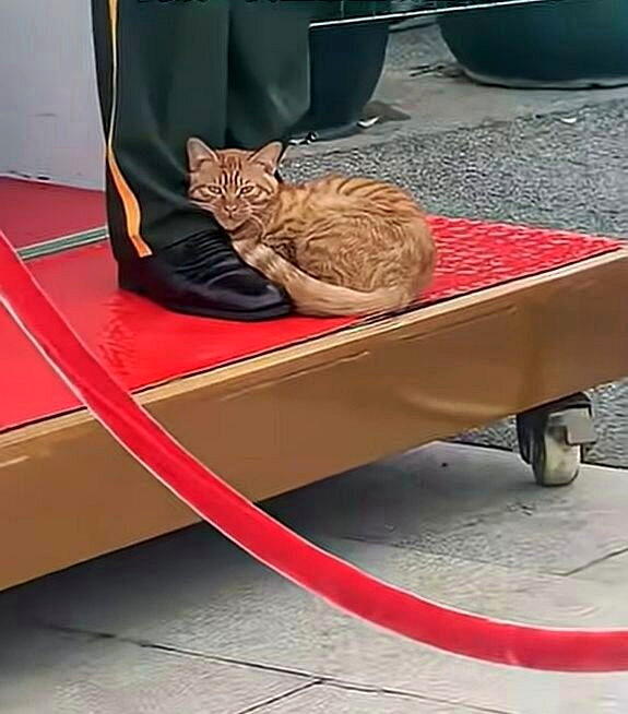 橘猫走到执勤中的哨兵脚边,最后直接趴下休息。(视频截屏)