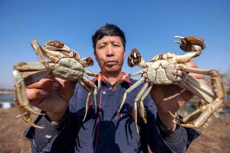 吃大闸蟹的季节又来到 黄河大闸蟹香飘海内外 黄河边上的山西省临猗县薛公滩也养起大闸蟹,一位村民展示收获的大闸蟹。(新华社数据...